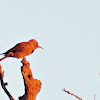 Northern Flicker (Male)