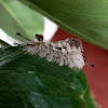 Live oak tussock moth caterpillar