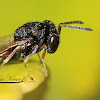 Pteromalid Wasp