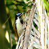 Male Blue-faced Honeyeater