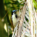 Male Blue-faced Honeyeater