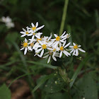 Flat-topped White Aster