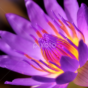 by Koento Birowo - Flowers Single Flower