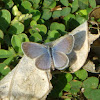 Lesser Grass Blue Butterfly