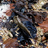 Mudskipper