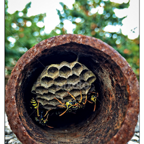 rusty home by Boris Romac - Instagram & Mobile iPhone