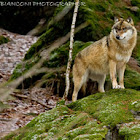 Lupo europeo (european wolf)