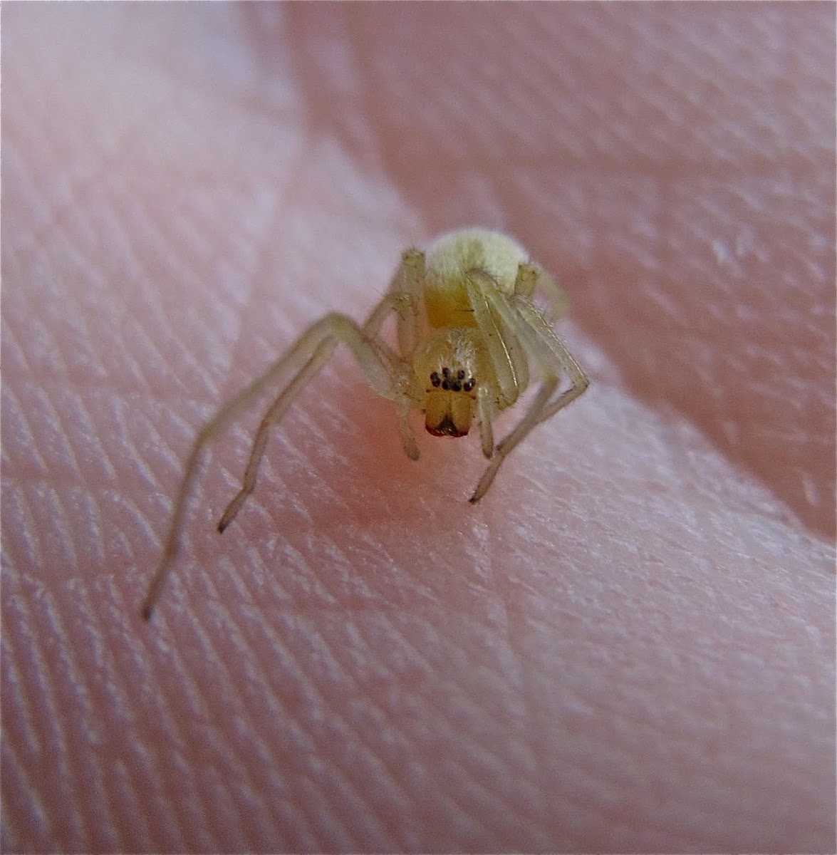 Long-legged Sac Spider