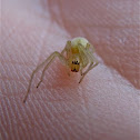 Long-legged Sac Spider