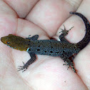 Yellow-Headed Gecko