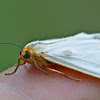 Delicate cycnia or Dogbane tiger moth