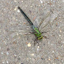 Grote Keizerlibel - Emperor Dragonfly