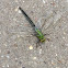 Grote Keizerlibel - Emperor Dragonfly