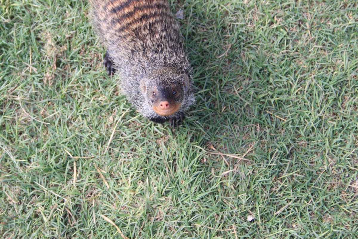 Banded Mongoose