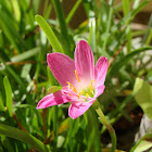 Pink - Rain lily
