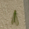 Green lacewings