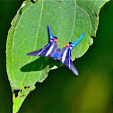 Arcius Swordtail Butterfly