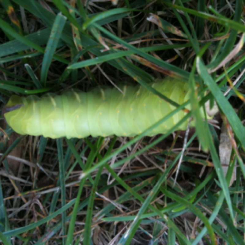 Polyphemus Moth (caterpillar)