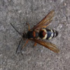 Eastern Cicada Killer