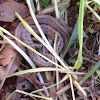 Florida Brown Snake