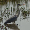 GREY HERON