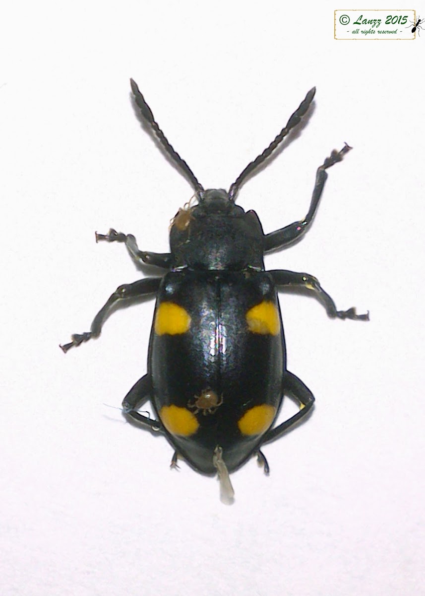 Handsome Fungus Beatle