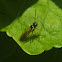 Hover Fly Parasite