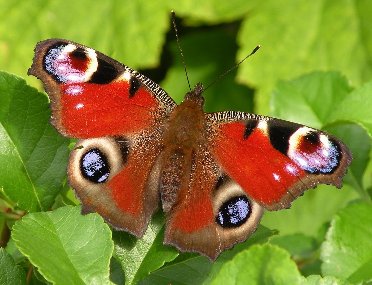 Peacock Eye Butterfly (Danish translation)