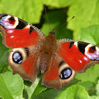 Peacock Eye Butterfly (Danish translation)