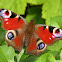 Peacock Eye Butterfly (Danish translation)