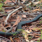 Red-bellied Black Snake