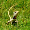 Common oriental garden lizard