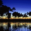 Palms In The Night