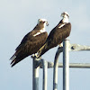 Pandion haliaetus - Osprey pair