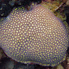 Larger Star Coral