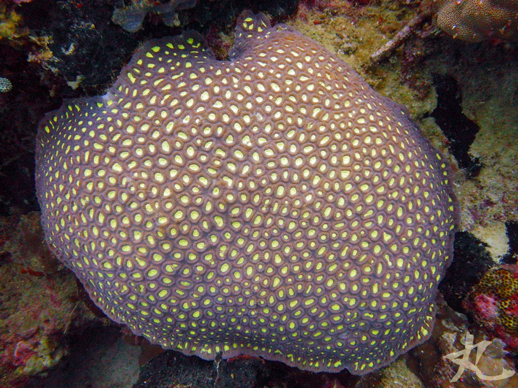 Larger Star Coral