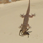 gecko with its prey, a huntsman spider