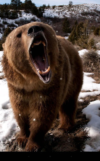 Brown Bear Live Wallpaper