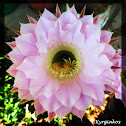 Hedgehog cactus, Easter lily cactus