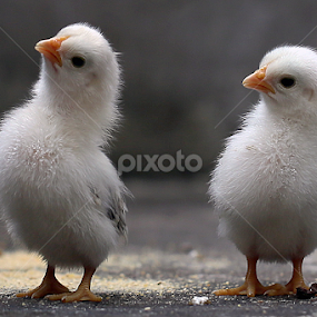 by Sirajuddin Halim - Animals Other