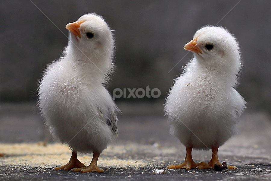 by Sirajuddin Halim - Animals Other