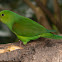 Plain Parakeet