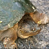 Common Snapping Turtle