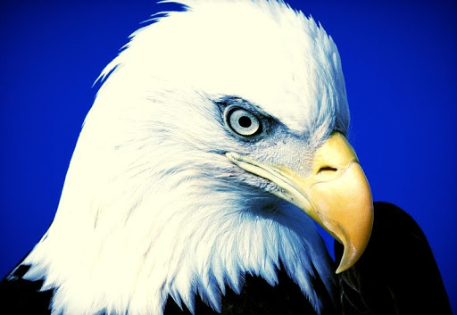 Eagle Live Wallpaper