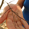 Margin Winged Stick Insect