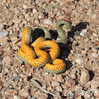 Regal Ringneck Snake