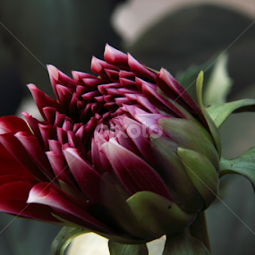 by Md Mamunur Rahman - Flowers Single Flower