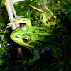 Perez's frog, rana común