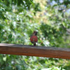 Young Northern Cardinal