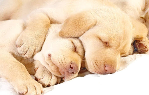 Sleeping Puppy Wallpapers HD